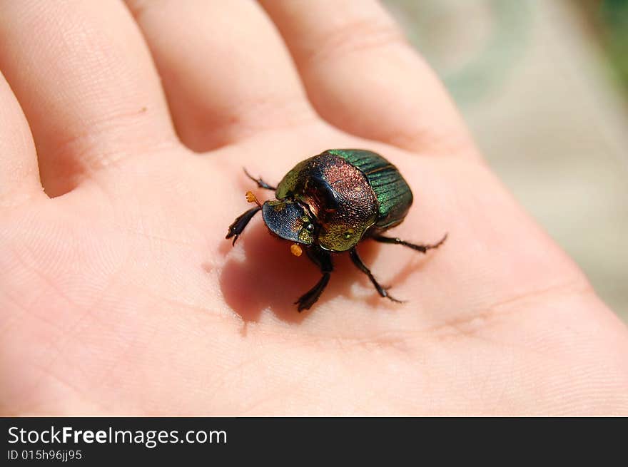 Beetle on my hand