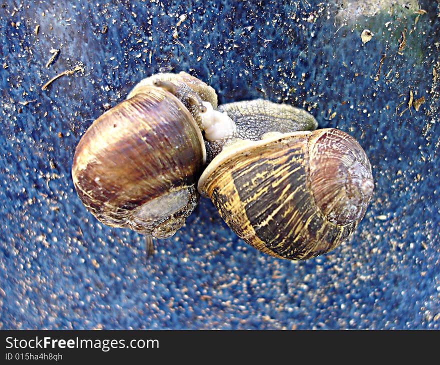 Two snails making love on a blue underground