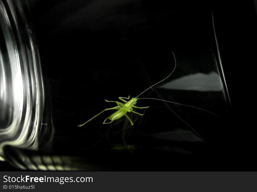 Grasshopper resting on glass, black background