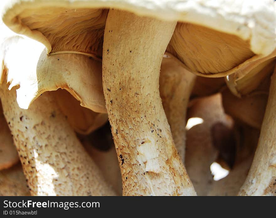 Cluster of white mushrooms in nature. Cluster of white mushrooms in nature