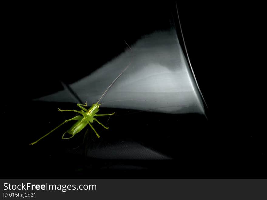 Grasshopper resting on glass, black background