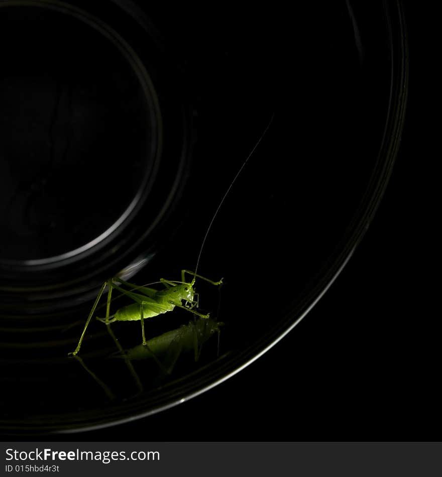 Grasshopper resting on glass, black background