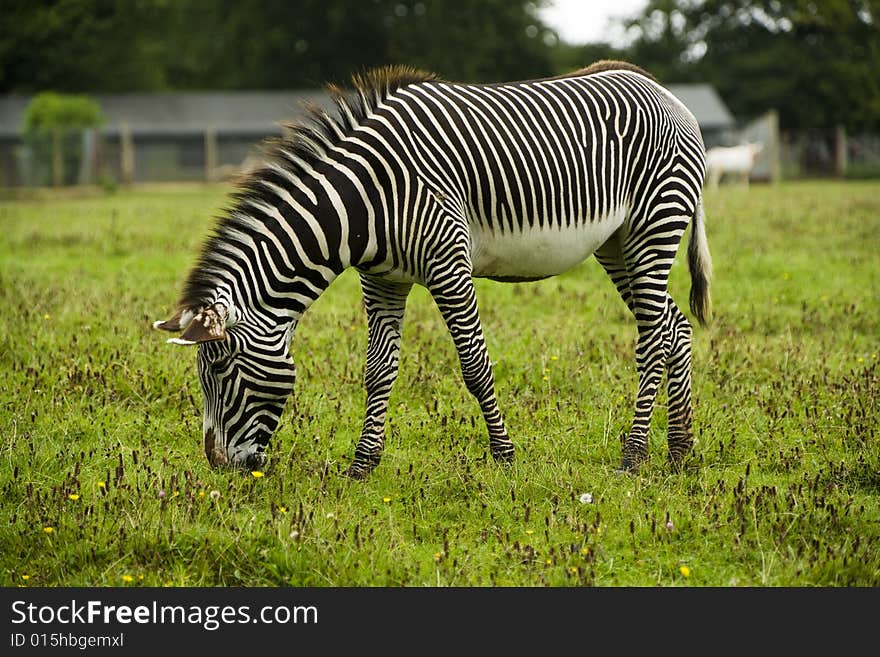 Zebra In Wild