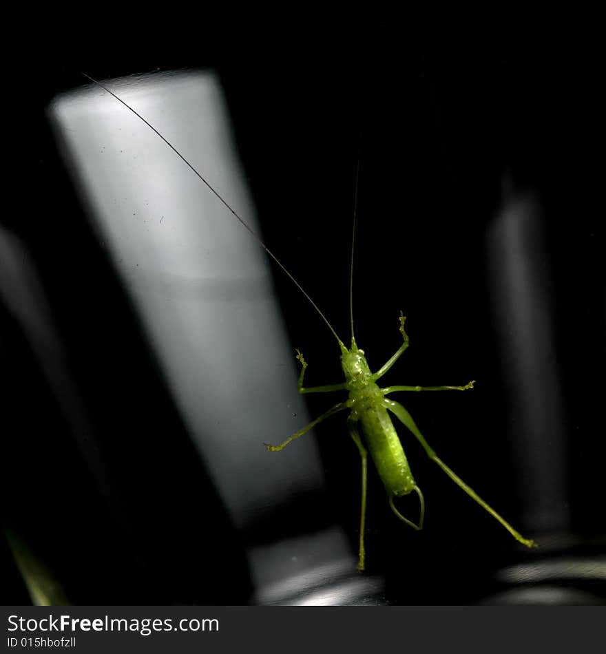 Grasshopper resting on glass, black background