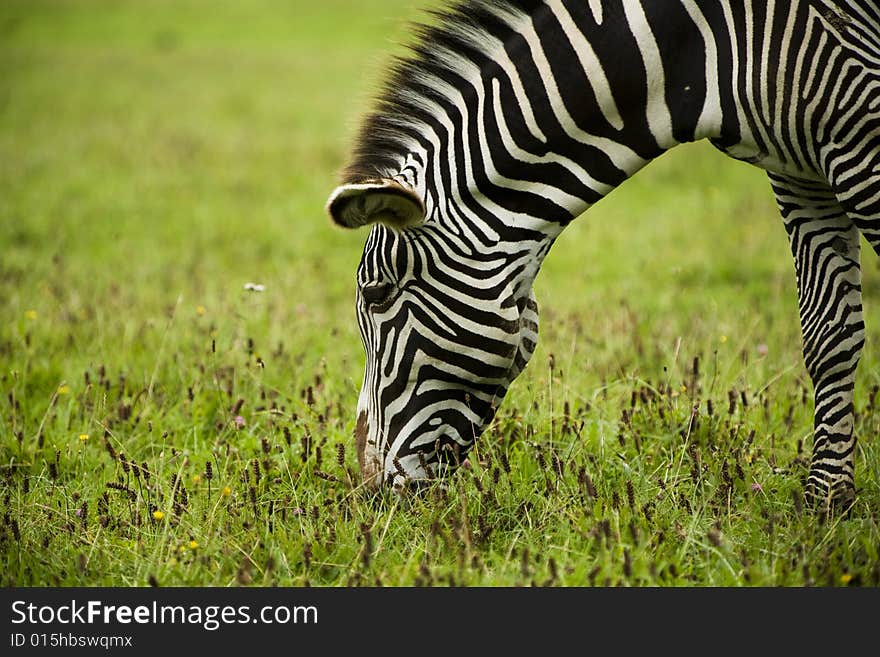 Zebra in wild