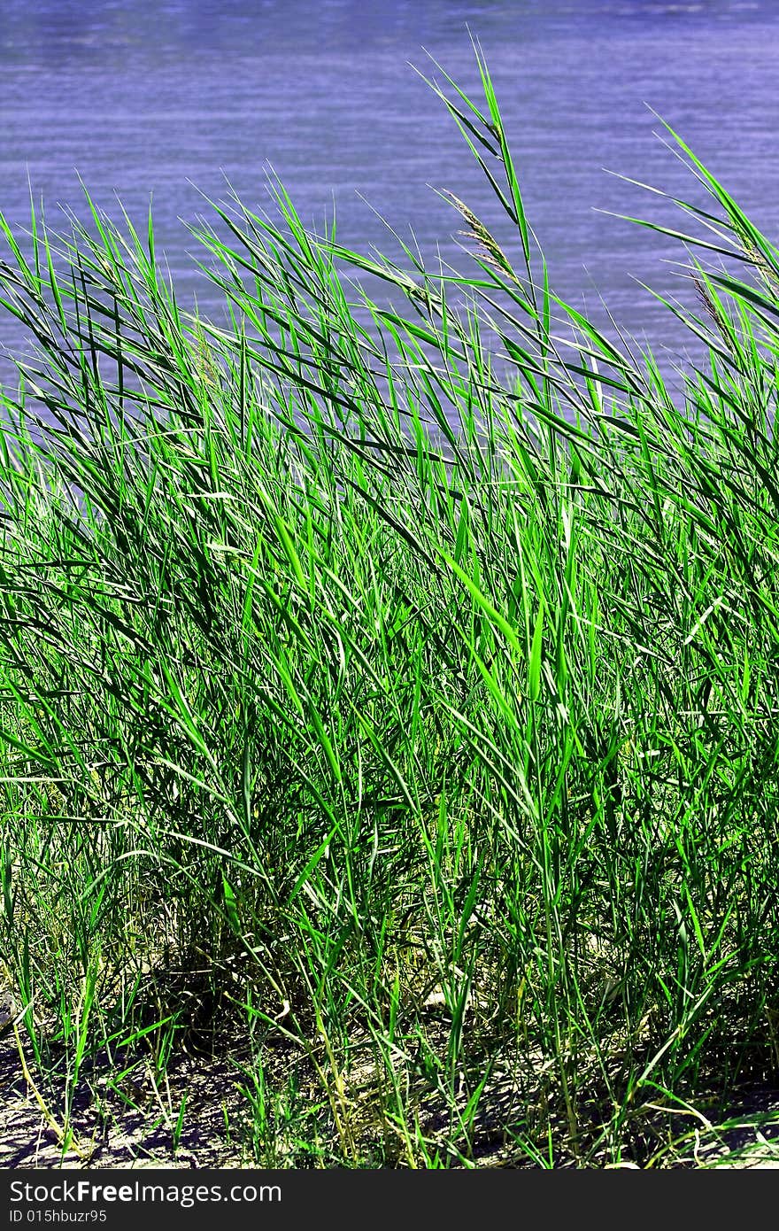 reeds on the lake