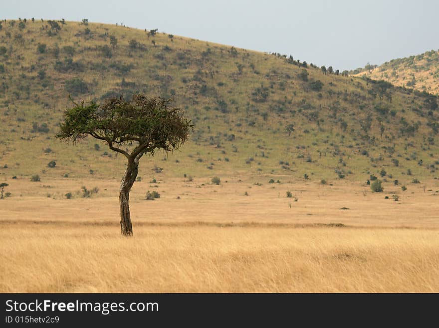 A lone  tree in the african landscape