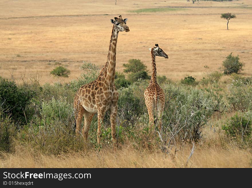 Photo of a Wild Giraffe in an Africa landscape