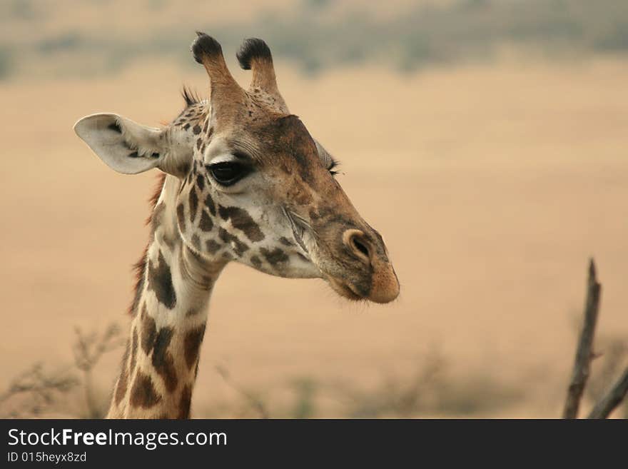 Photo of a Wild Giraffe in an Africa landscape