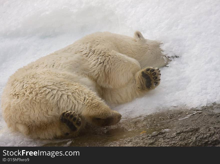 White Polar Bear