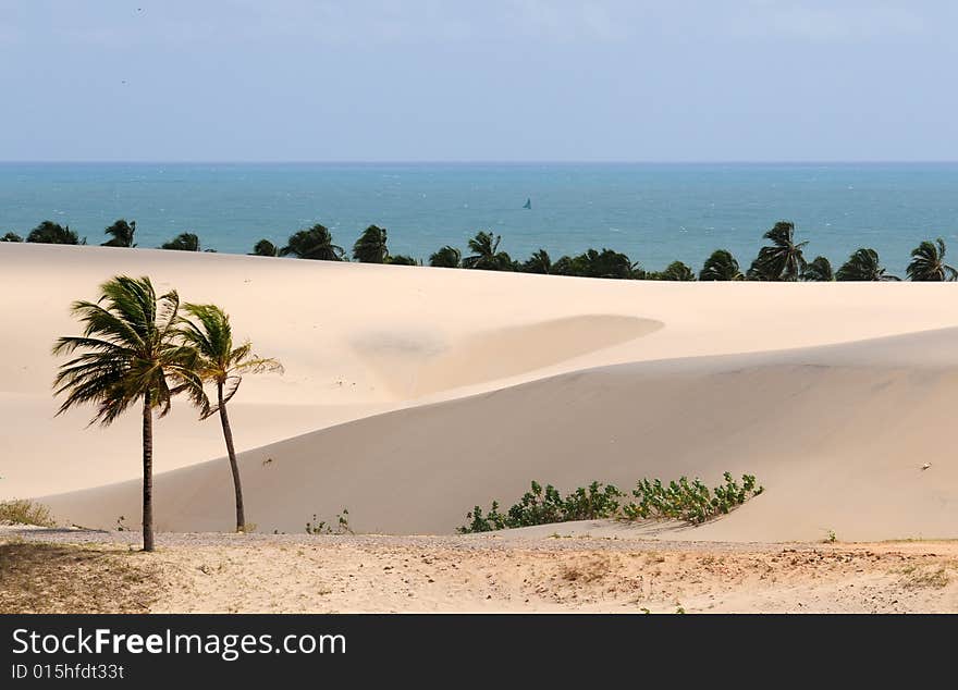 Palm trees at desert with ocean view. Palm trees at desert with ocean view