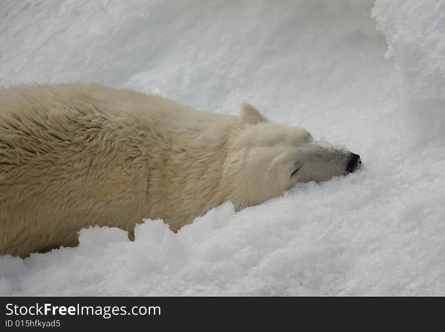 White Polar Bear