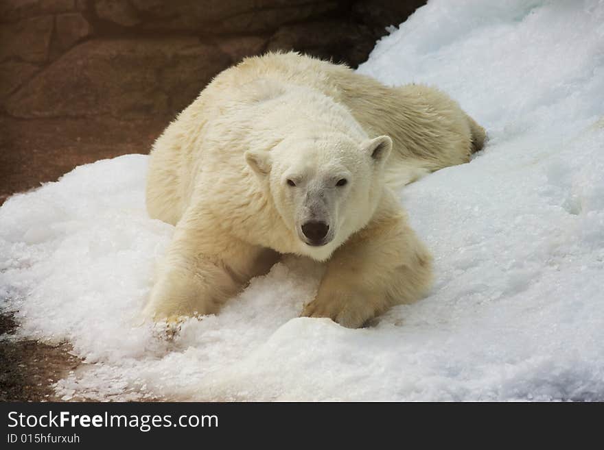 White Polar Bear