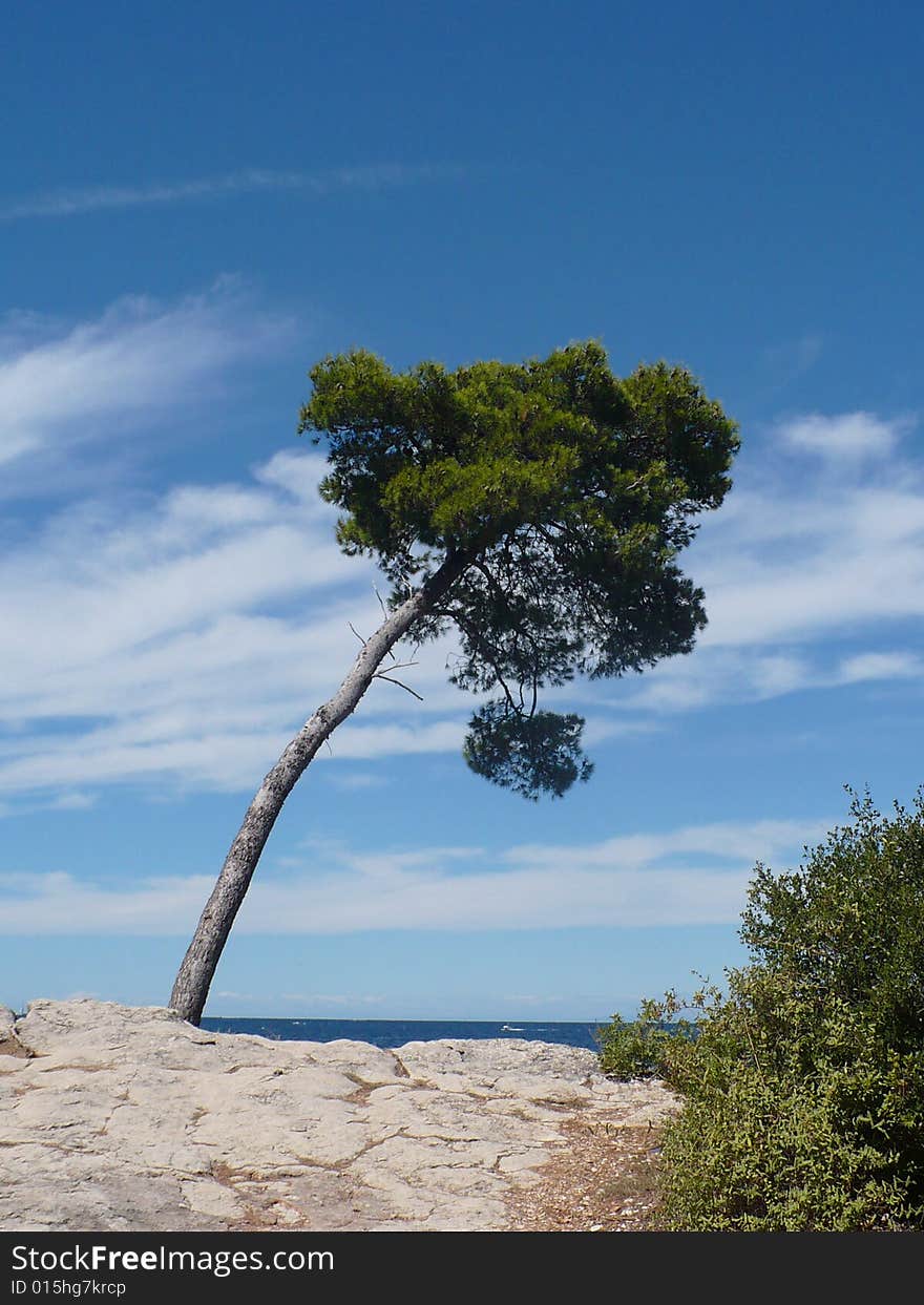 Tree on the coast of city Roving. Tree on the coast of city Roving