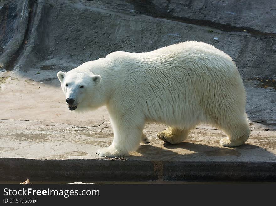 White Polar bear