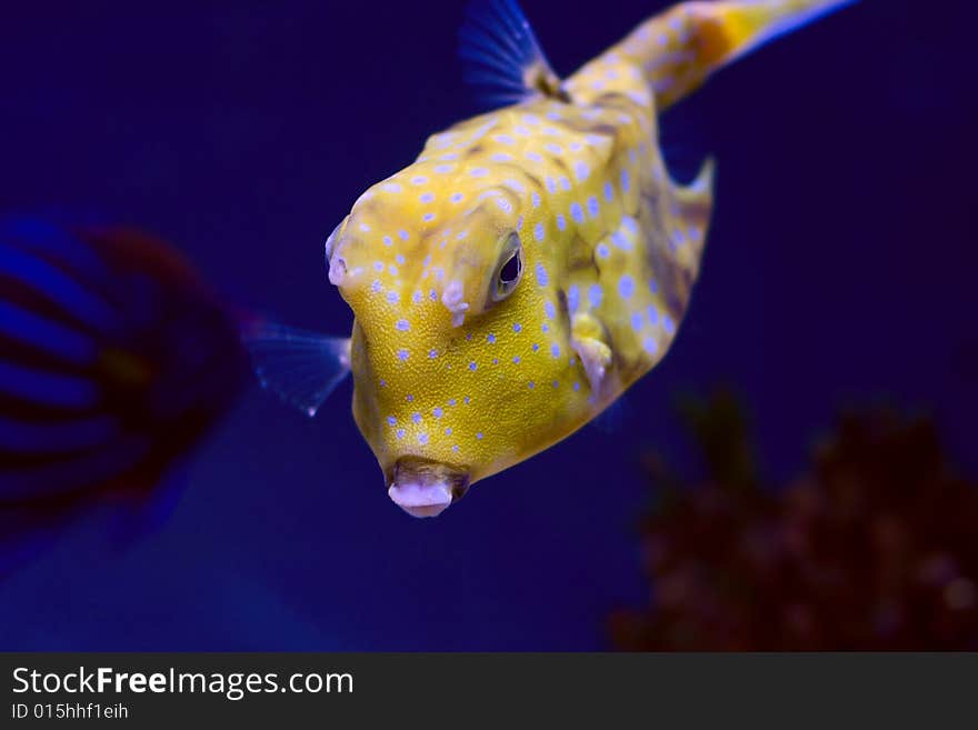 Longhorn cowfish