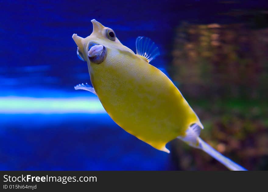 Longhorn cowfish