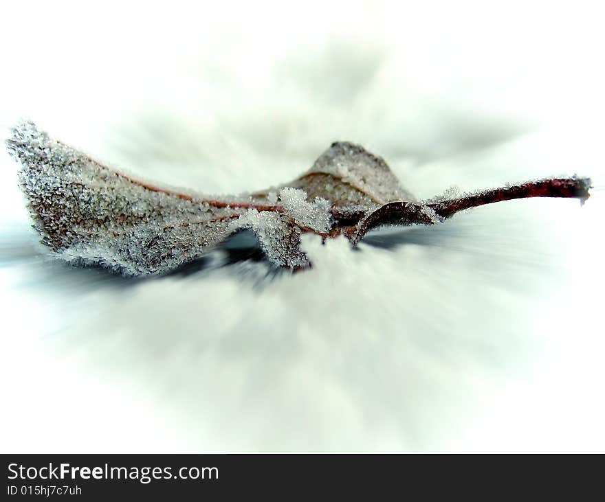 A single leaf during the winter. A single leaf during the winter