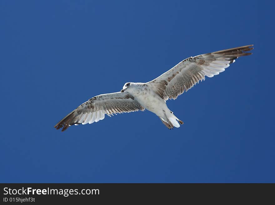 Seagull