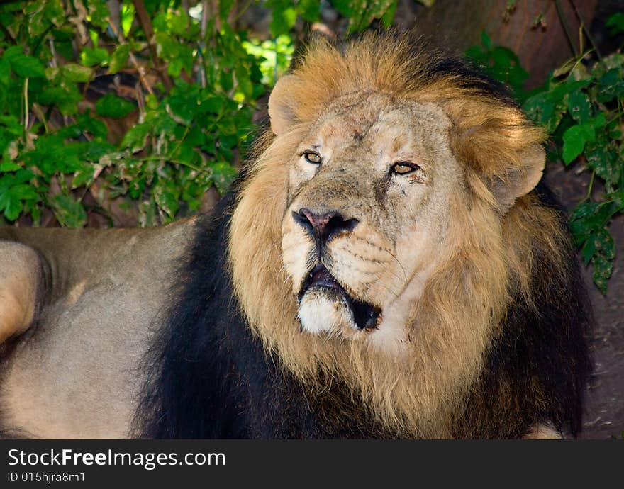 Lion (lat. Panthera leo) head portrait