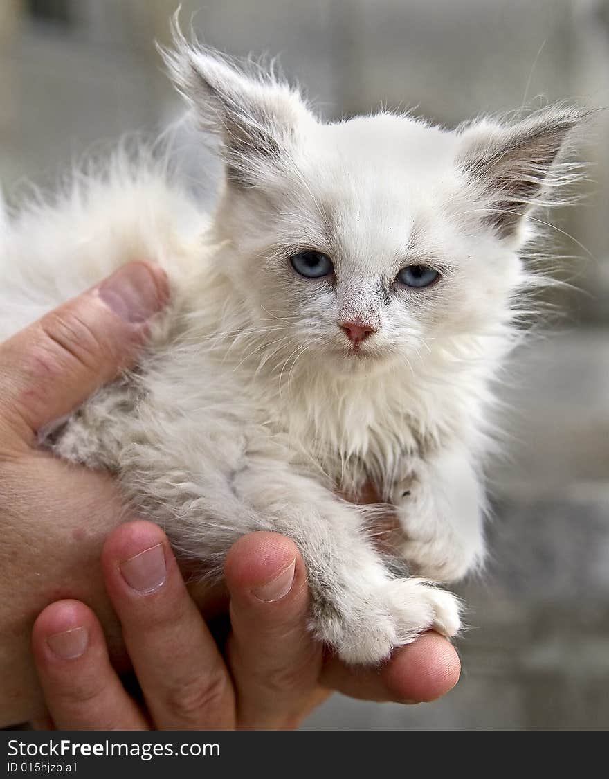 White Kitten 1