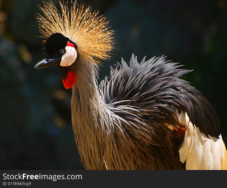 A beautiful close up of a crowned crane