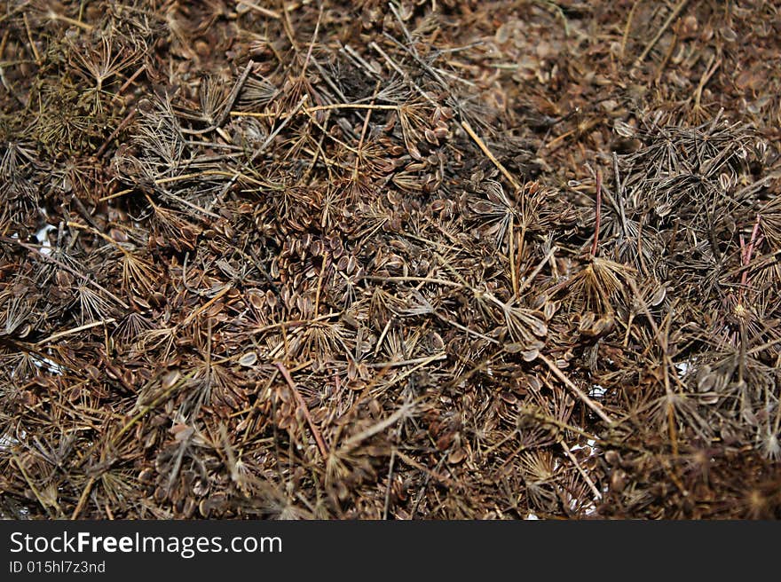 Picture of dried dill, background