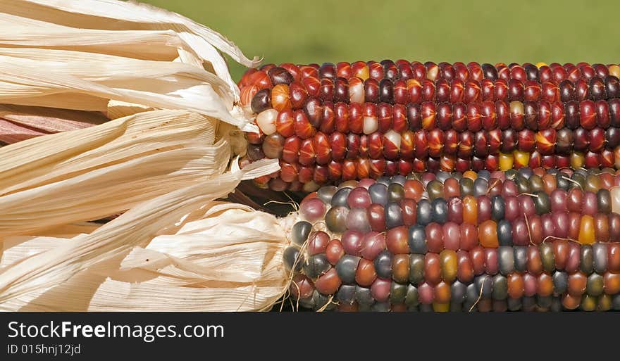 A pair of indian corn in the sun.