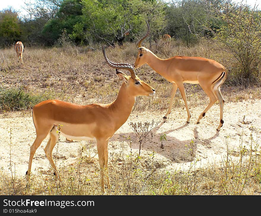 Pair of Impalas (Aepyceros melampus) in Kruger park, South Africa. Pair of Impalas (Aepyceros melampus) in Kruger park, South Africa