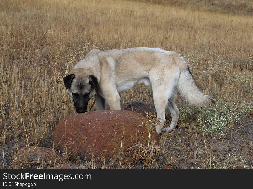 Anatolian Shepherd Dog kangal (karabash)