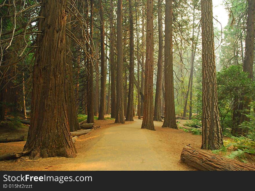 A trail in the wood