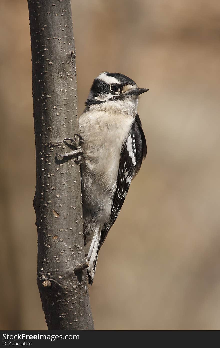 Downy Woodpecker