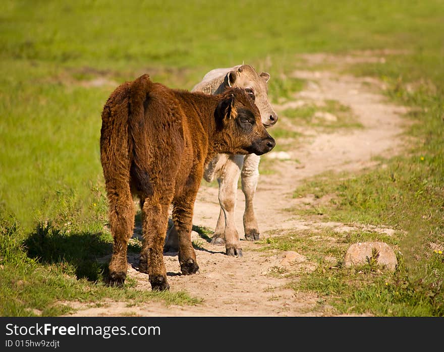 Calves On The Grass