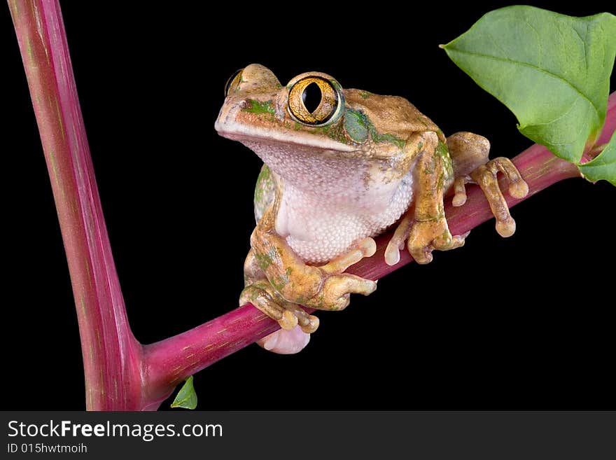 Big-eyed tree frog on pokeweed