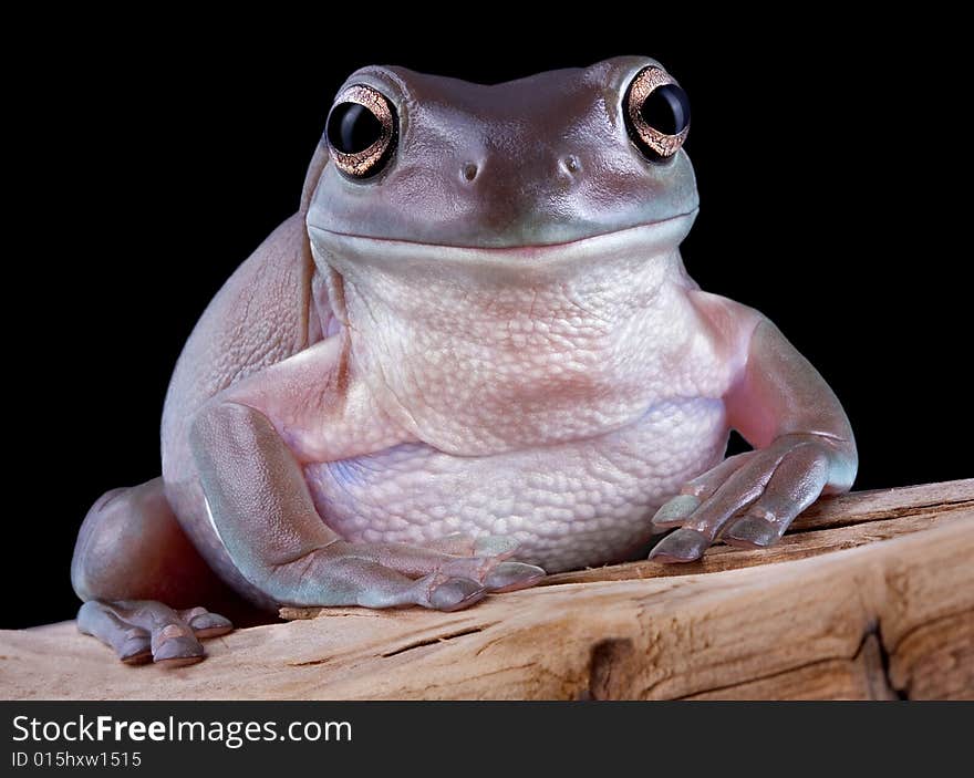 White s tree frog on driftwood