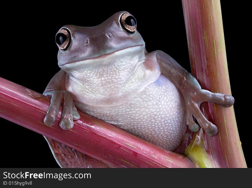 White s tree frog on pokeweed