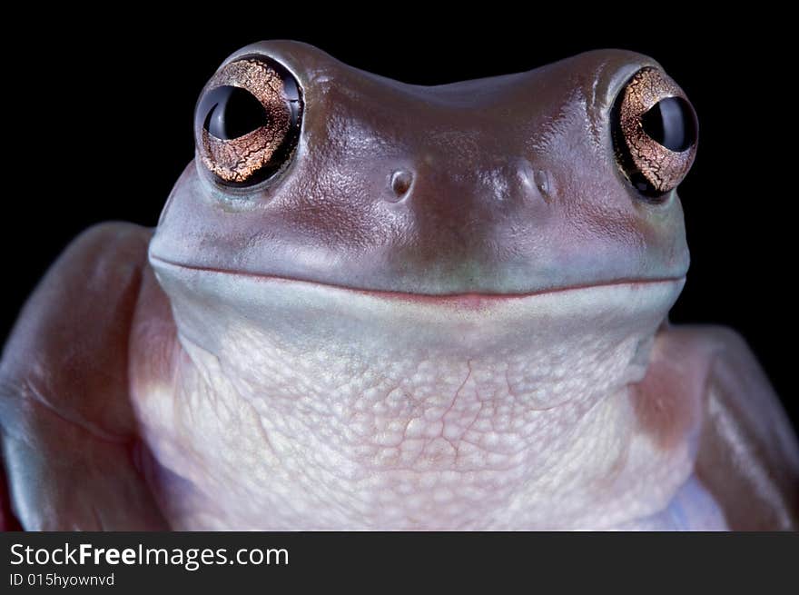 White S Tree Frog Portrait