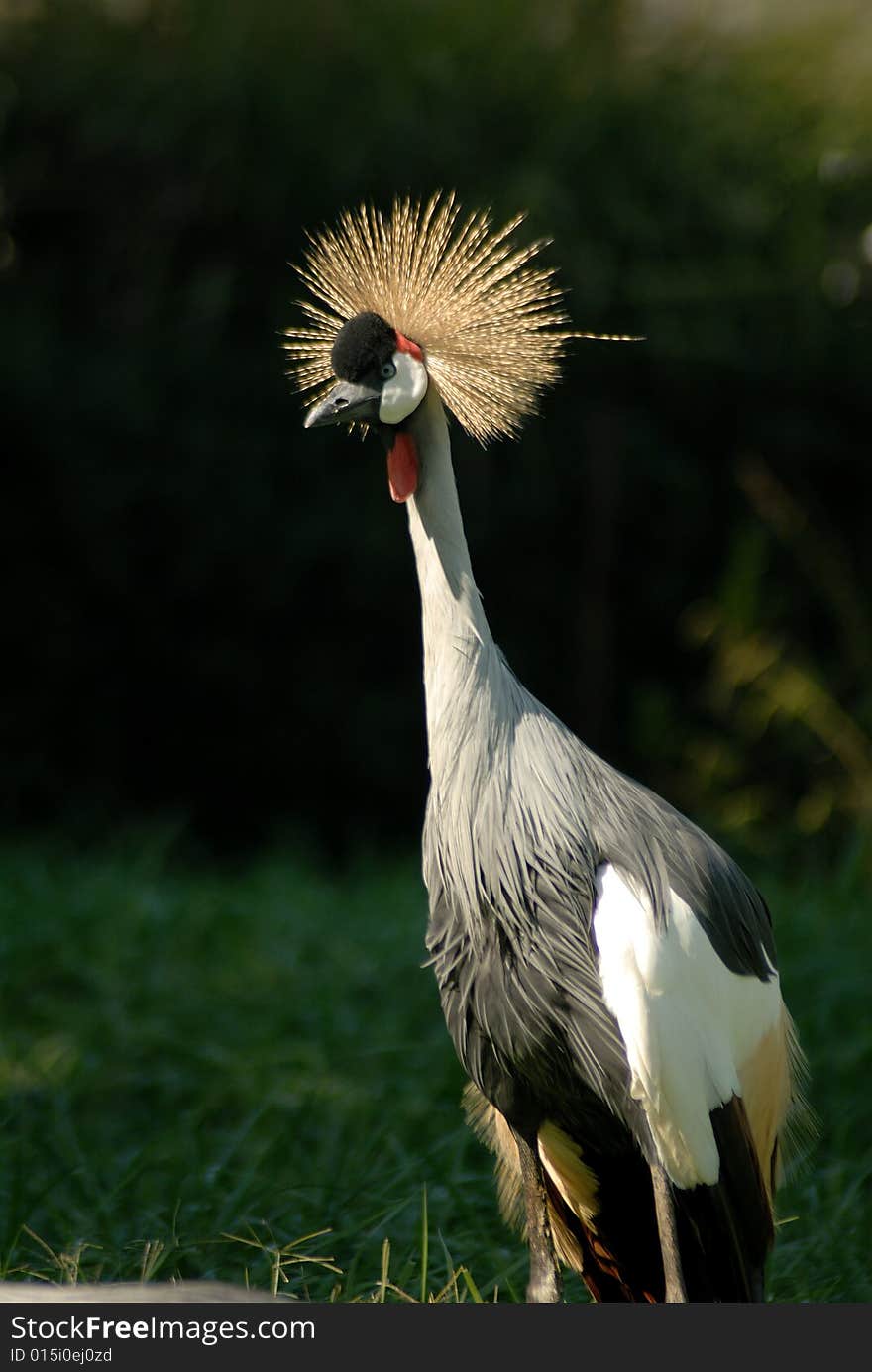 Grey Crowned Crane