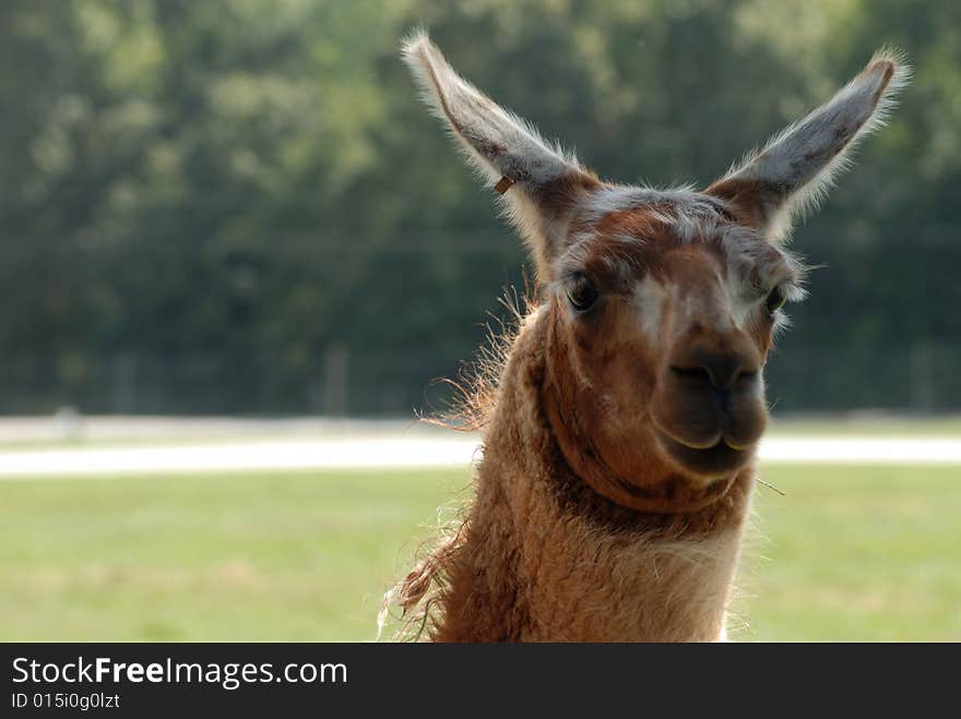 Close up of brown haired Llama with ears sticking up.