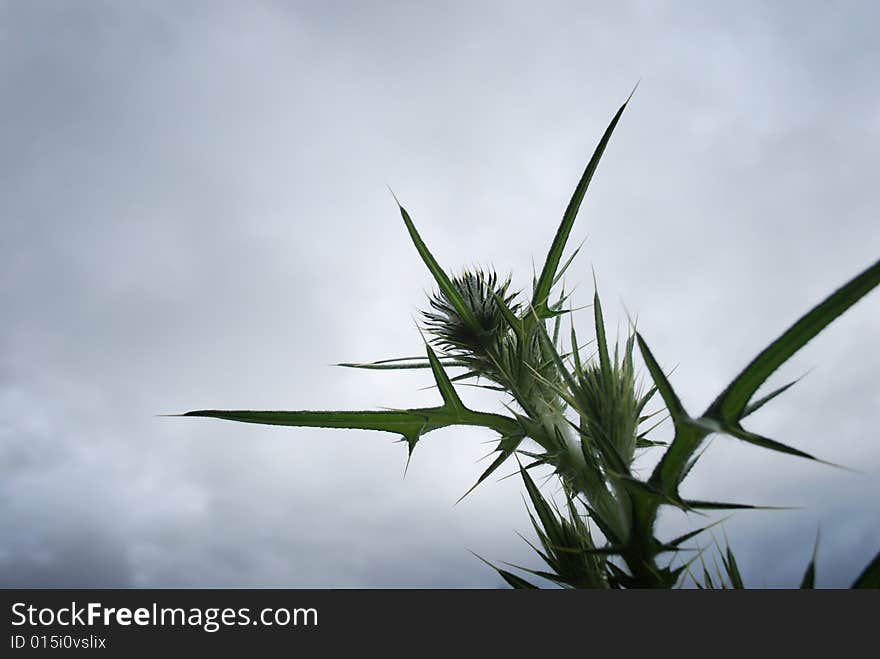 Low angle of a Stinging Nettle