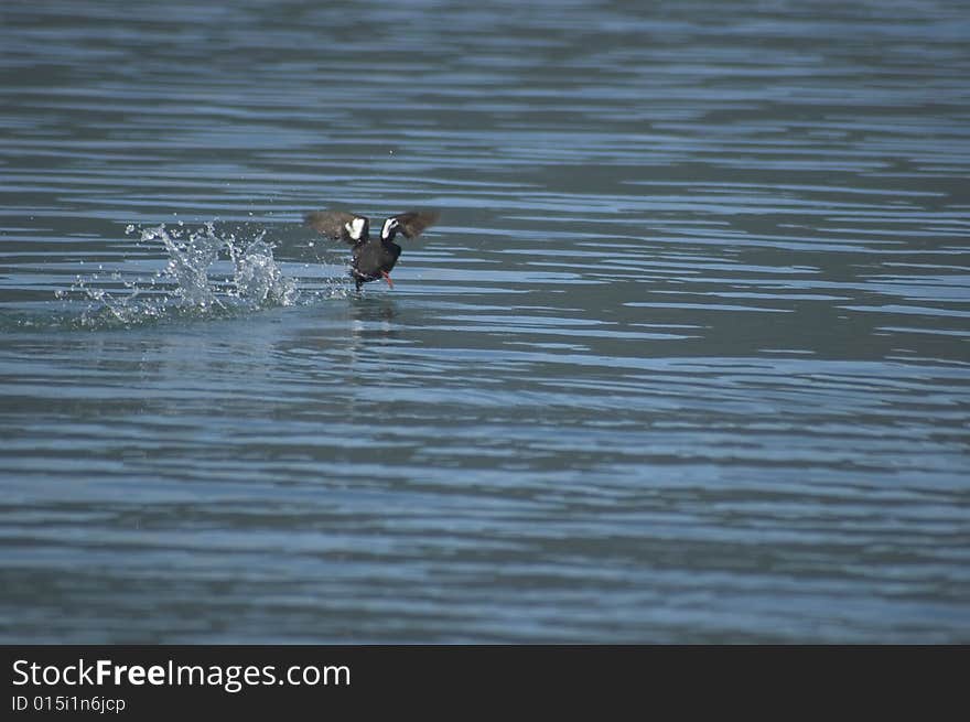 Walking bird on blue ocean