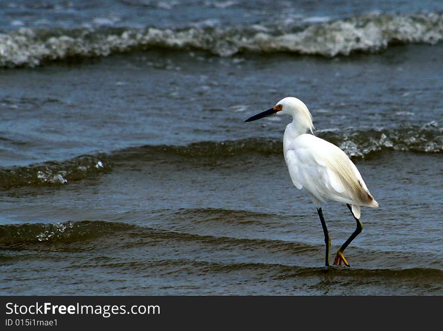 Snowy Egret