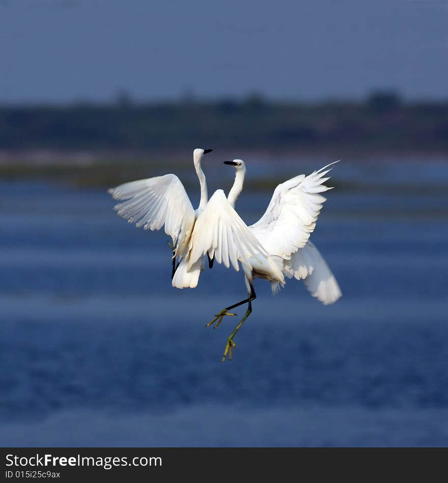 Egret wrestle