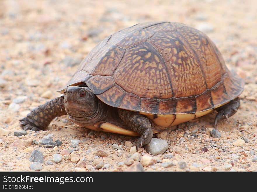 Turtle with nice pattern on shell, crossing a gravel road in the rural area