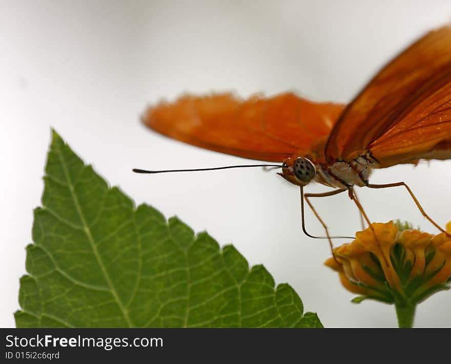 Julia ï¿½Dryas Julia