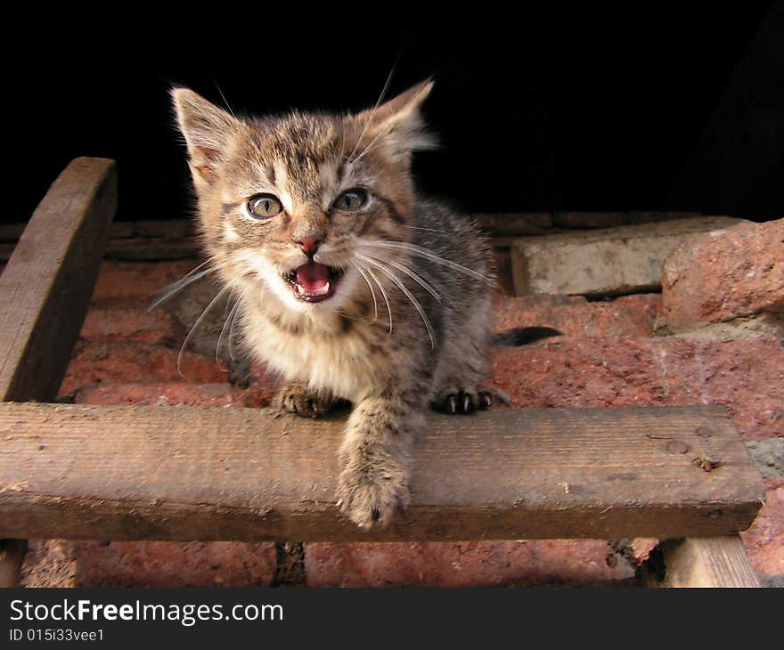 Kitten in action on the step ladder. Kitten in action on the step ladder