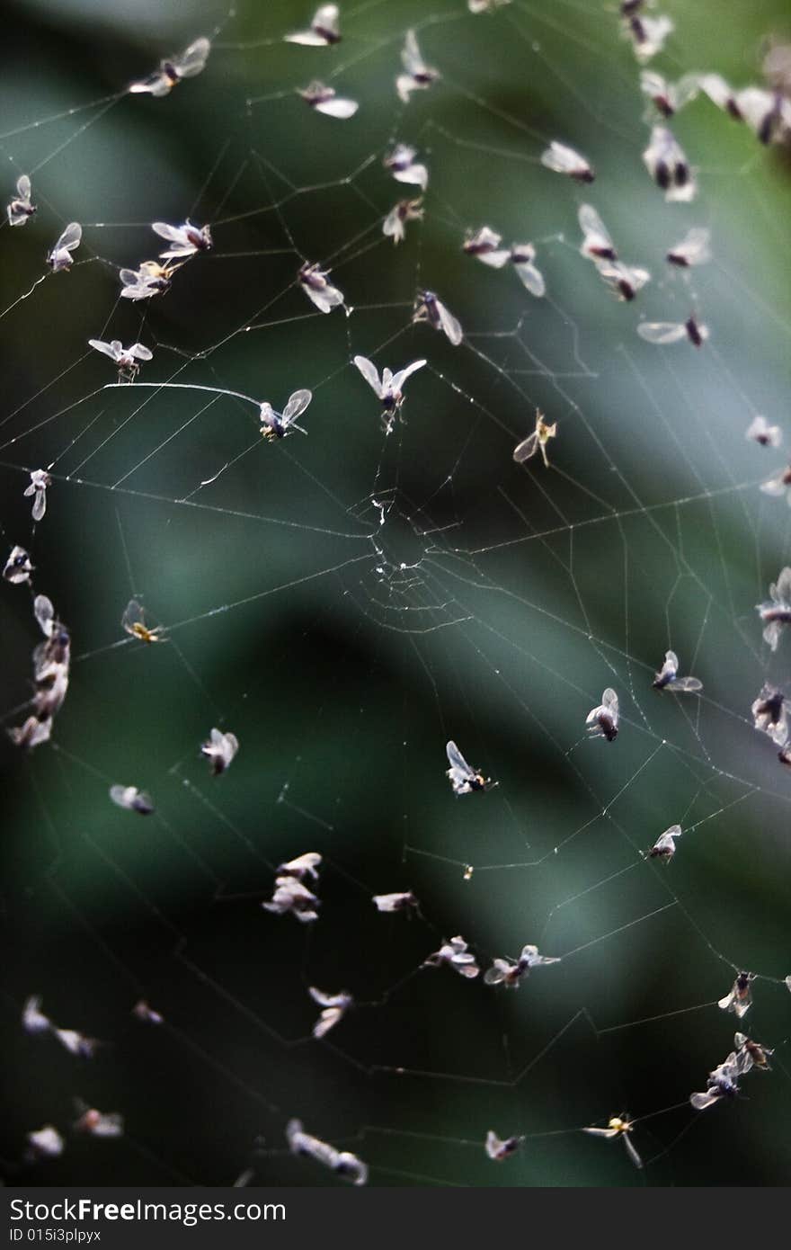 Gnats and flies caught in a spiderweb. Gnats and flies caught in a spiderweb