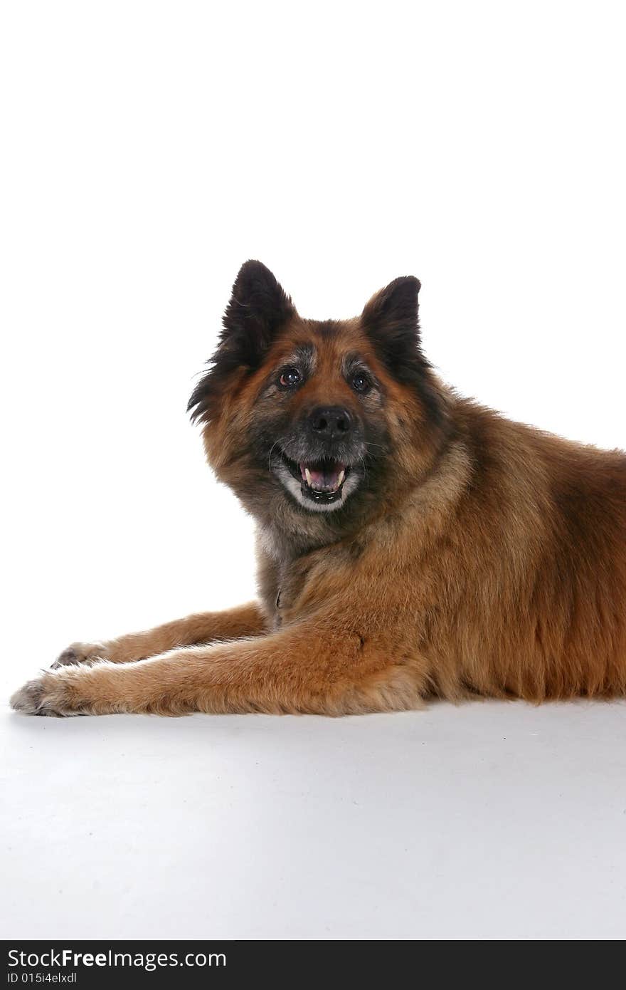 Big brown dog with pointed ears on a white background