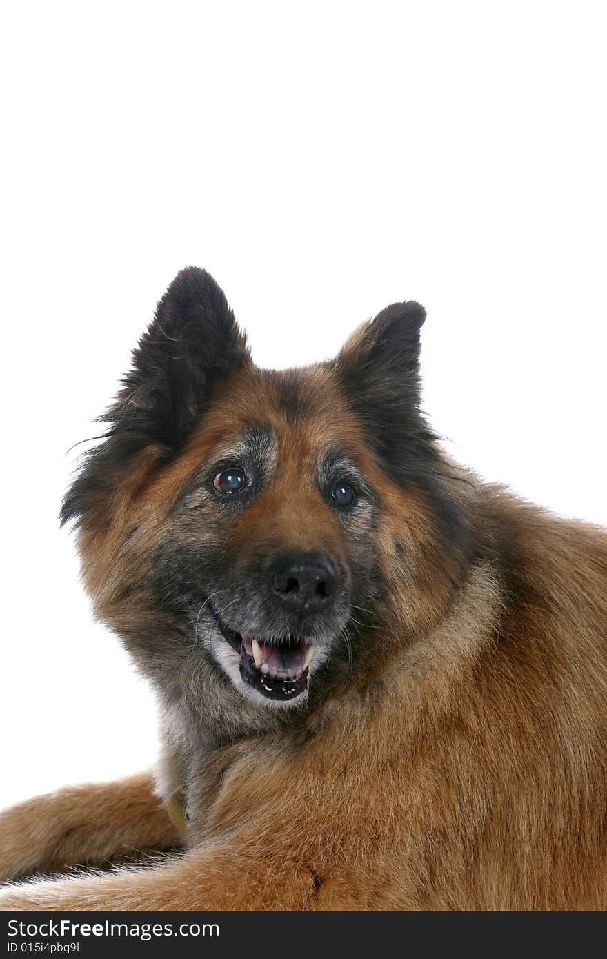 Big Brown Dog S Face Over White Background