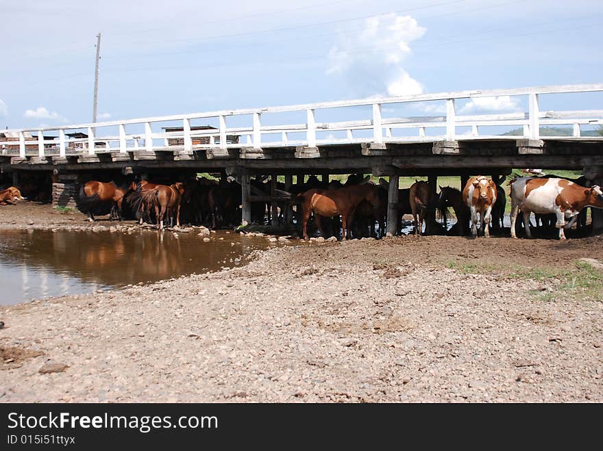 Horses , cows ,hot summer in Russia. Horses , cows ,hot summer in Russia